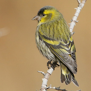 Eurasian Siskin